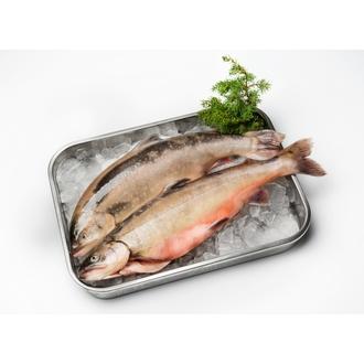 Nieriä Islanti ASC yli 800g