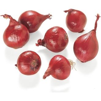 Punasipuli