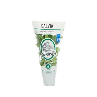 Järvikylä Salvia ruukku